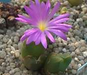 Conophytum