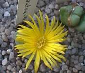 butou-kai.jpg (6142 Byte)