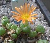 Subgenus Derenbergia