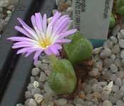 Subgenus Derenbergia