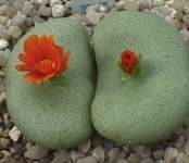 wettsteinii x flavum