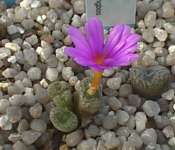 Subgenus Derenbergia