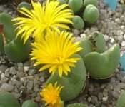 Subgenus Derenbergia