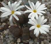 Subgenus Derenbergia