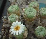 Conophytum