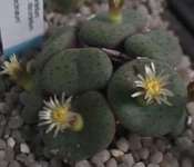 Subgenus Conophytum