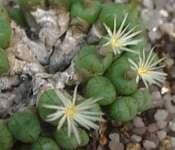 Subgenus Conophytum