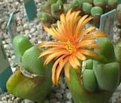 frutescens.jpg (5848 Byte)