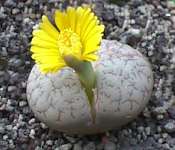 Lithops