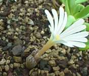 Subgenus Derenbergia