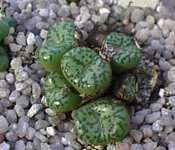 Conophytum