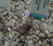 Conophytum
