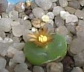 Subgenus Conophytum