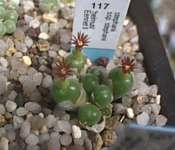 Subgenus Conophytum